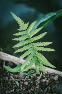 Maidenhair Fern