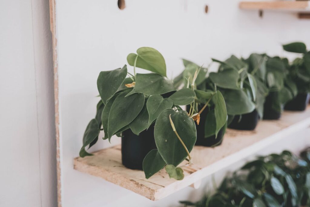 Philodendron Heartleaf