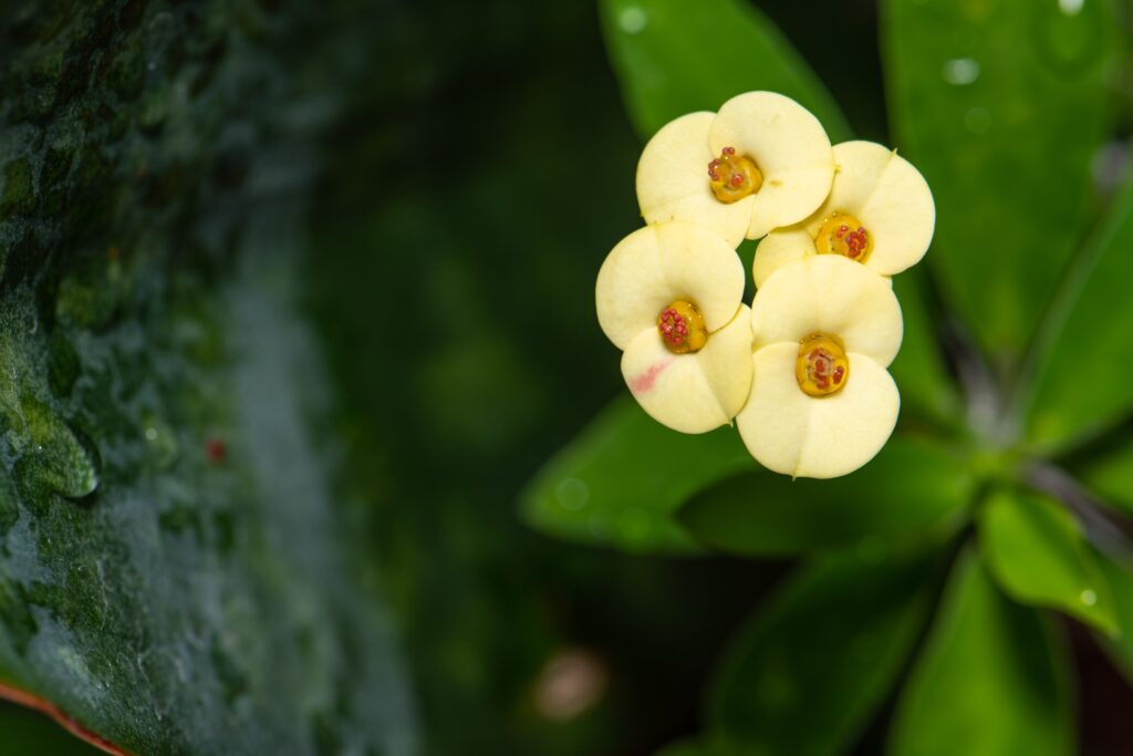 Euphorbia milii