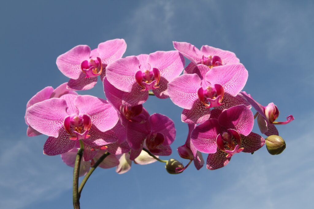 Indoor Moth Orchid