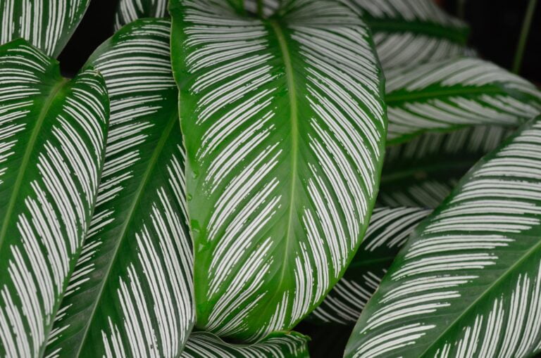 Indoor Plant Captivating Calathea 1 pexels yufan jiang 9935755