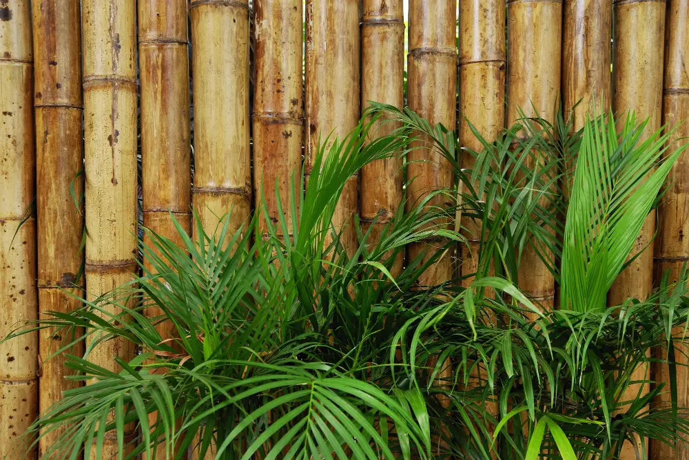  Indoor Bamboo Palm