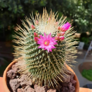 Pincushion Cactus