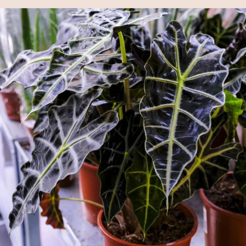 Alocasia Elephant Ear Indoor Plant