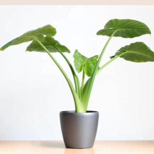 Alocasia Elephant Ear Indoor Plant