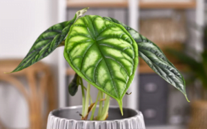 Alocasia Elephant Ear Indoor Plant