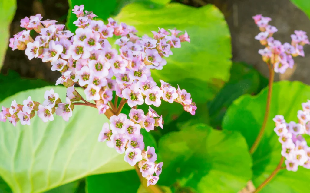 Bergenia Plant