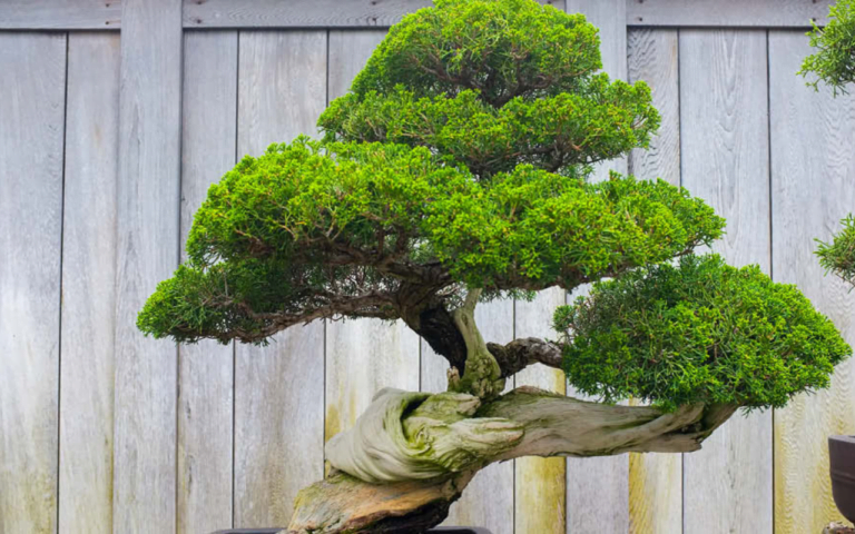 Bonsai Trees plants