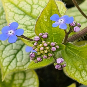 Brunnera macrophylla