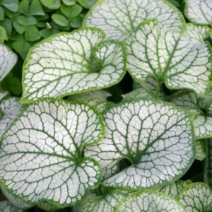 Brunnera macrophylla2