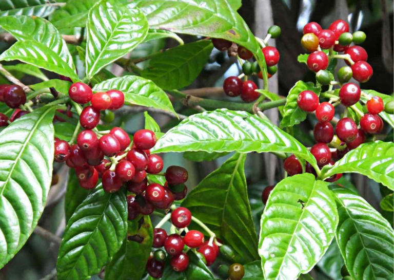 Coffea Arabica Indoors2