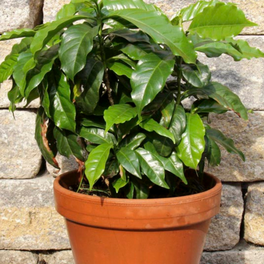 Coffea Arabica Indoors