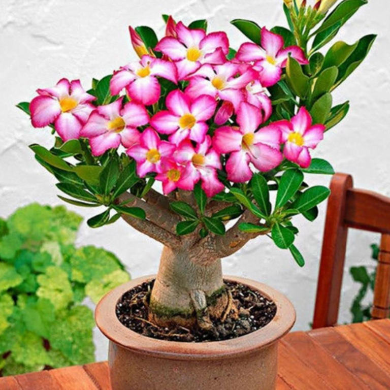 Desert Rose Adenium obesum Indoor Plant1