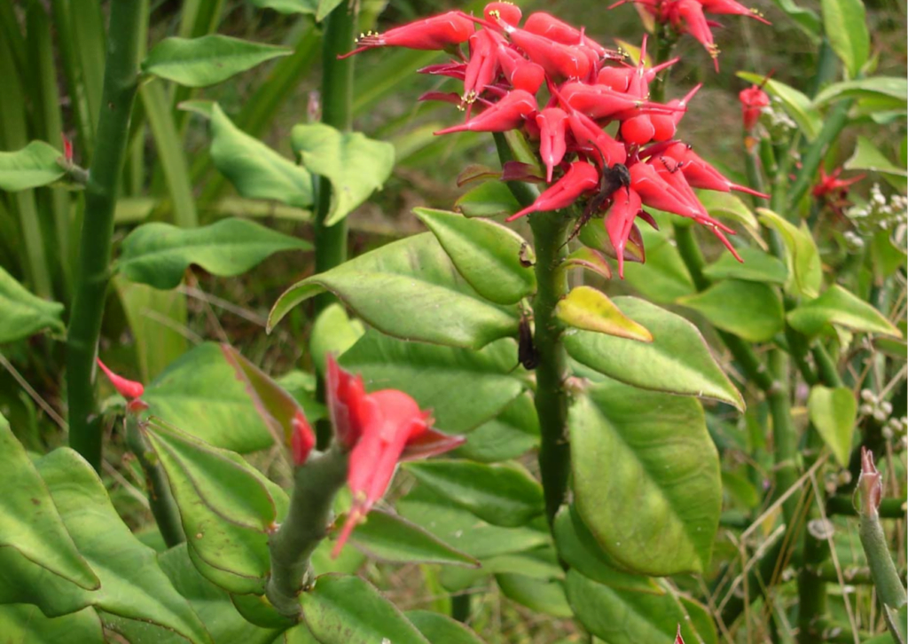 devils backbone plant