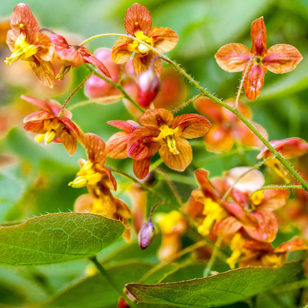 Epimedium Plant