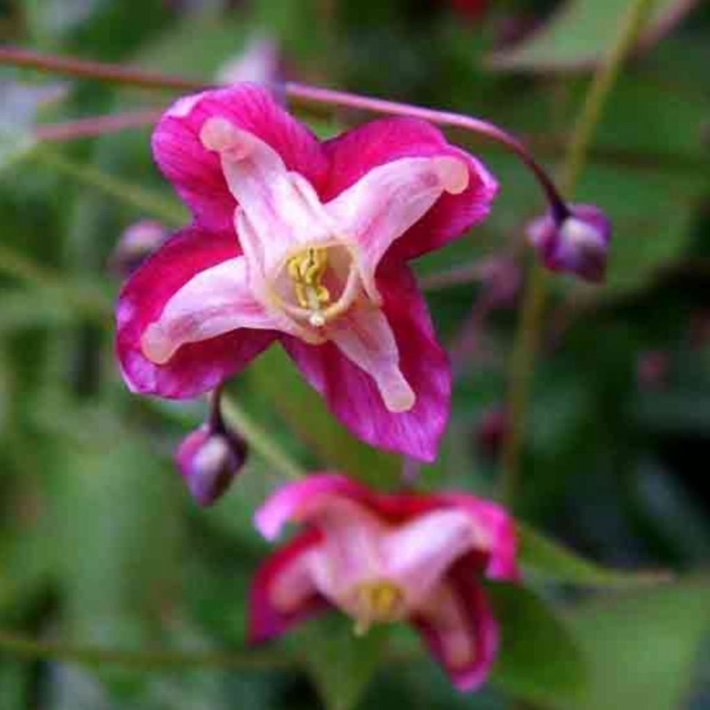 Epimedium Plant