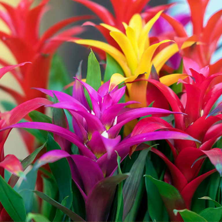 Guzmania plant