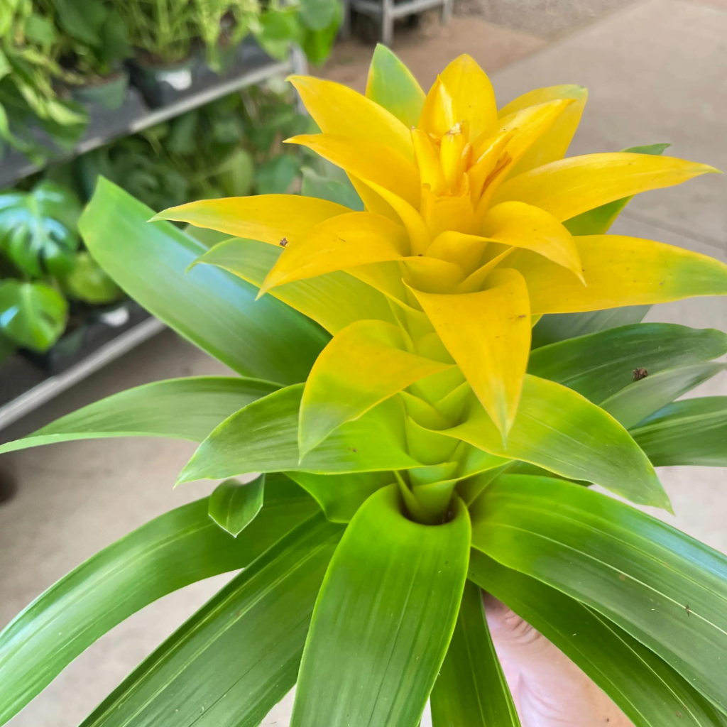 Guzmania Plant