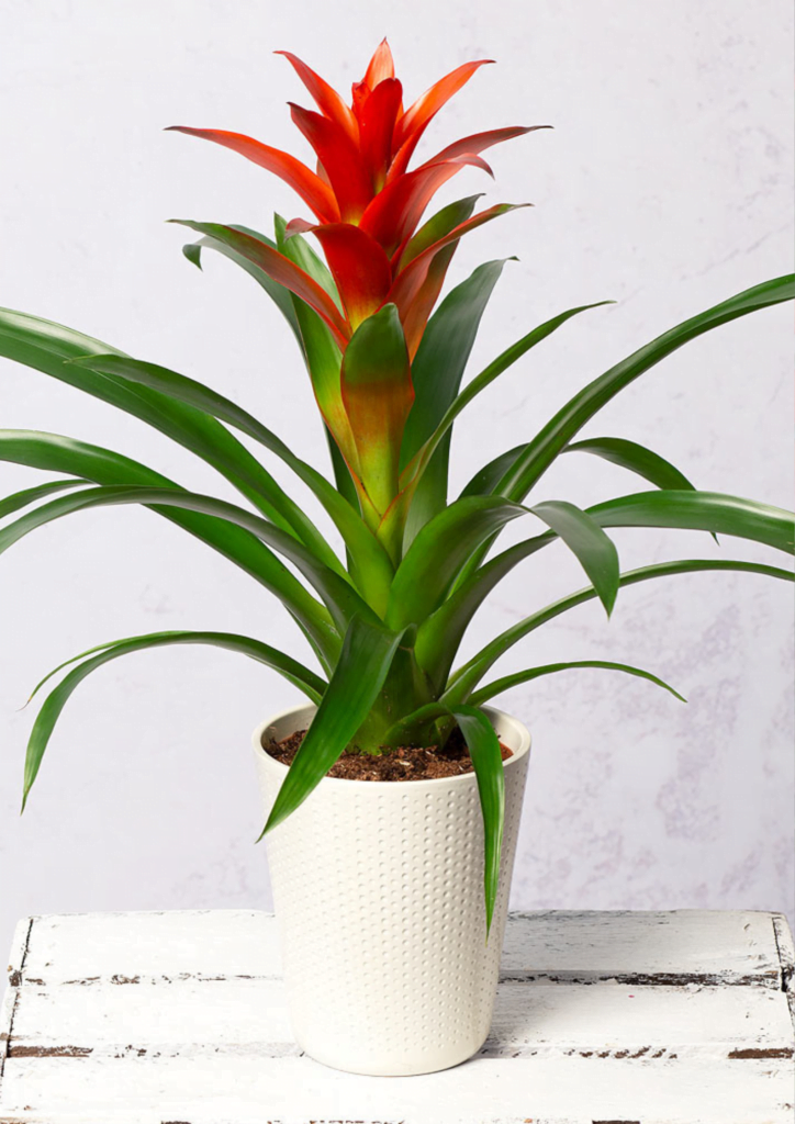 Guzmania Plant