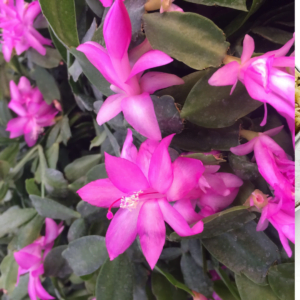 Indoor Christmas Cactus