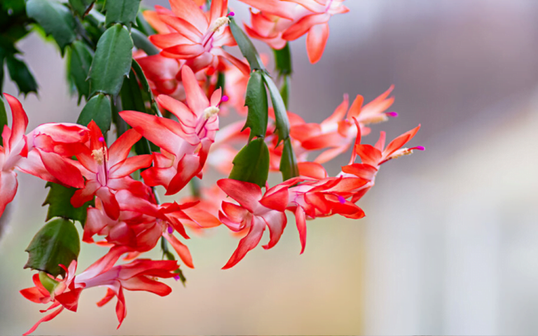 Indoor Christmas Cactus Schlumbergera2