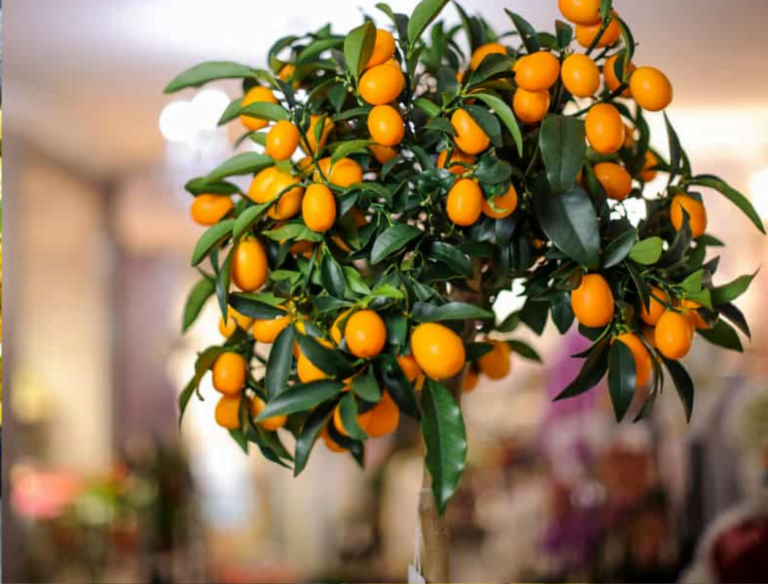 Indoor Dwarf Citrus Trees