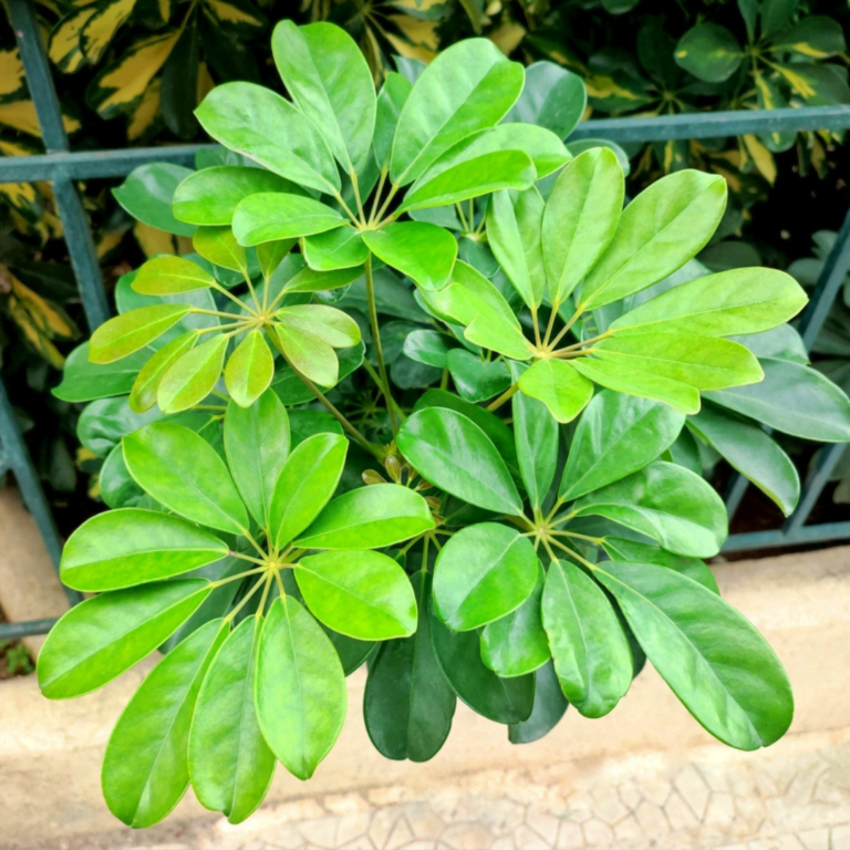 Indoor Dwarf Umbrella Tree 2