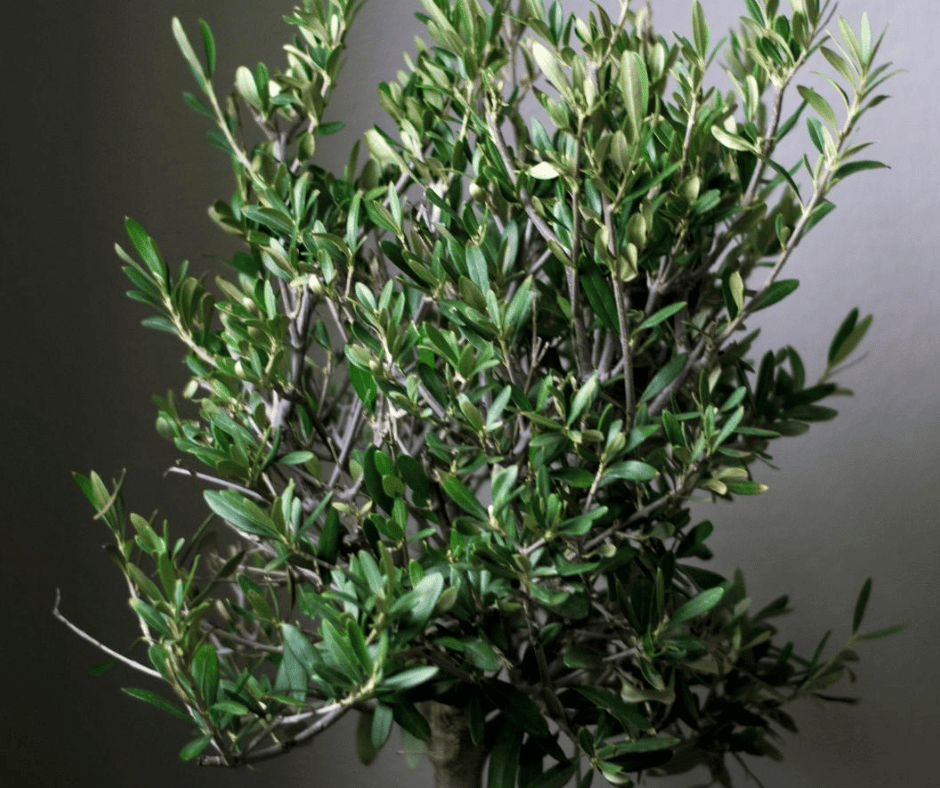 Indoor Olive Tree