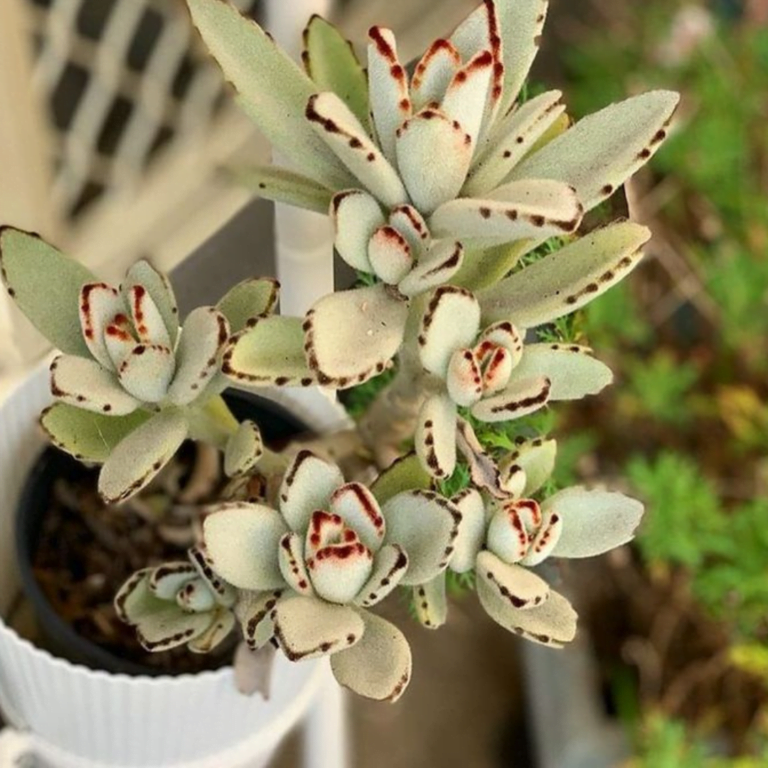 kalanchoe tomentosa panda plant