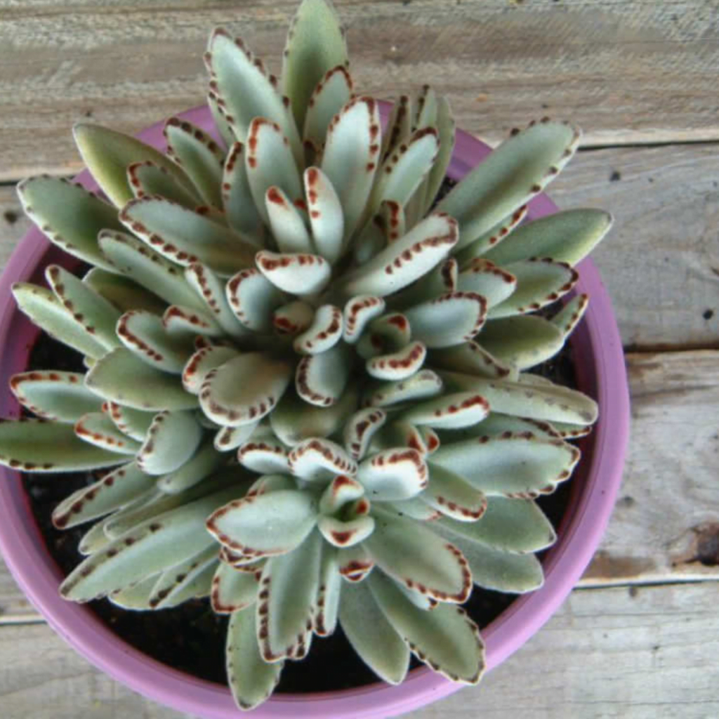 kalanchoe tomentosa panda plant