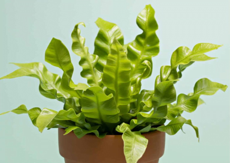 Indoor Plant Birds Nest Fern Asplenium nidus