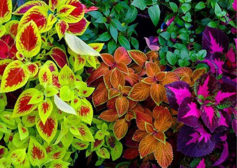 Red Coleus Indoor Plant: Care Tips for Stunning Foliage