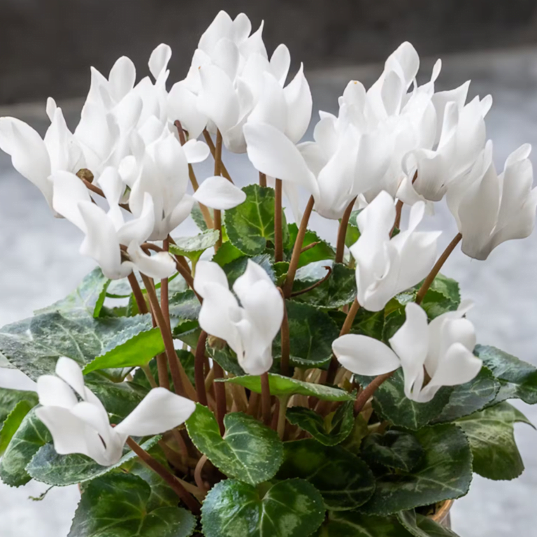 Indoor Plant Cyclamen3 1