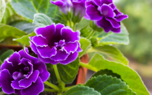 Gloxinia Sinningia Speciosa Plants