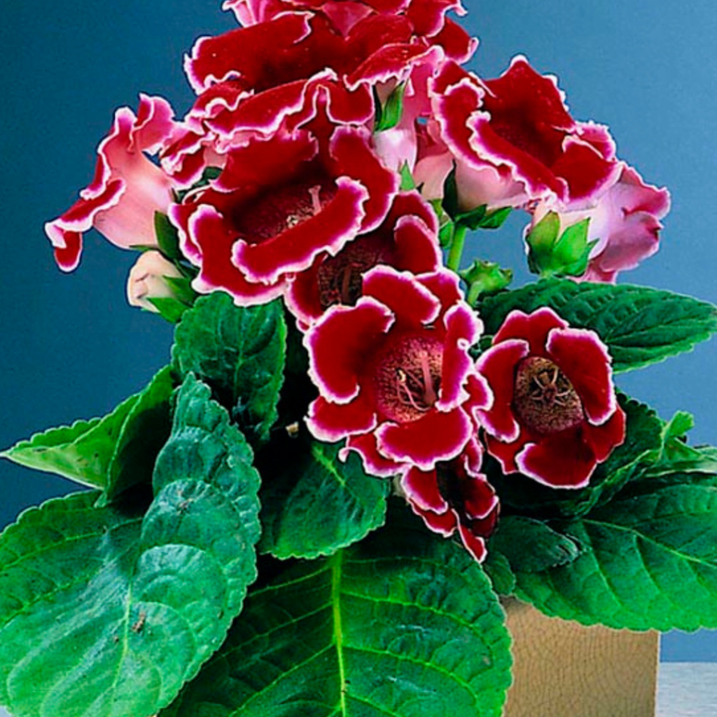 Gloxinia Sinningia Speciosa Plants