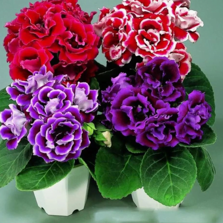 Gloxinia Sinningia Speciosa Plants