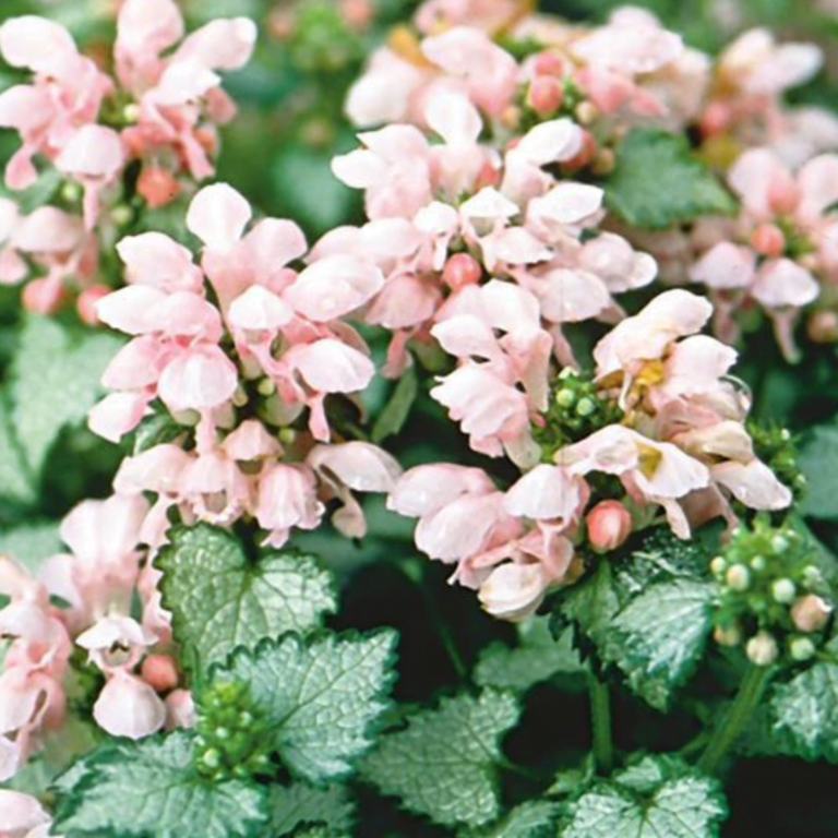 Lamium maculatum1