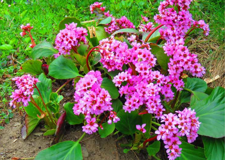 Outdoor Bergenia 3