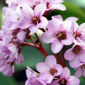 Outdoor Bergenia