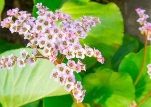 Outdoor Bergenia