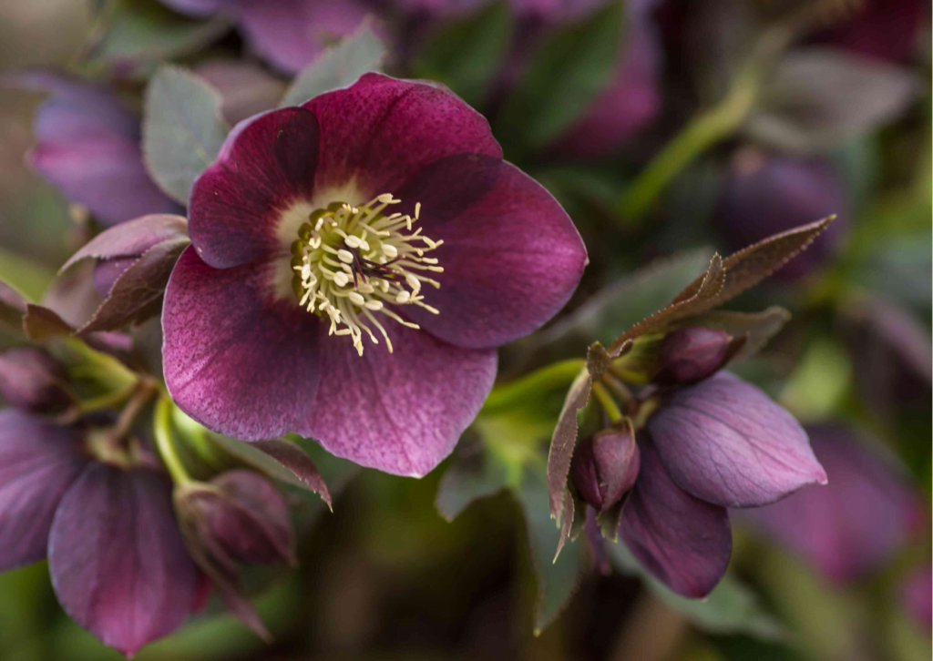 Outdoor Hellebore