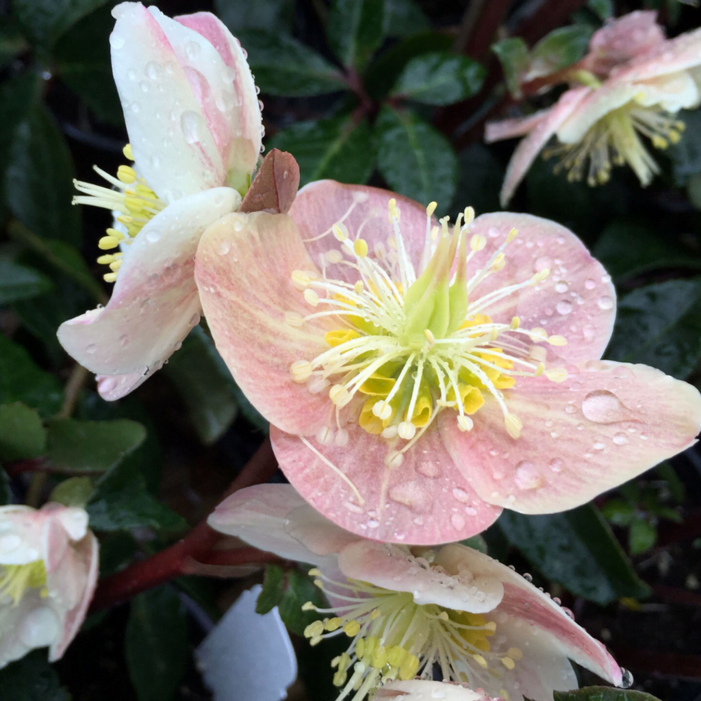 Outdoor Hellebore