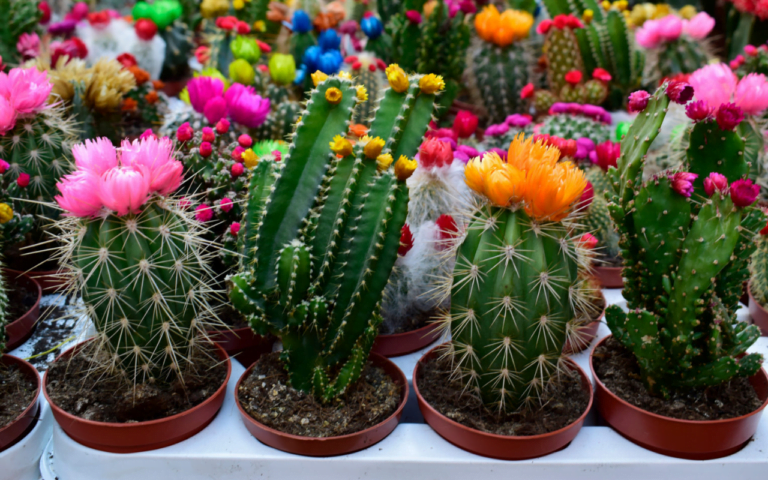 Pincushion Cactus Indoor plants