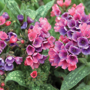 Pulmonaria plants