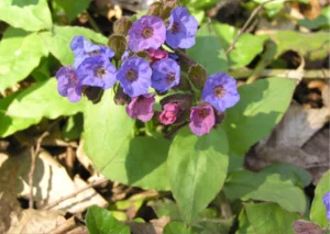 Pulmonaria plants