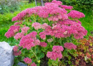 Sedum