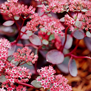 Sedum Stonecrop3