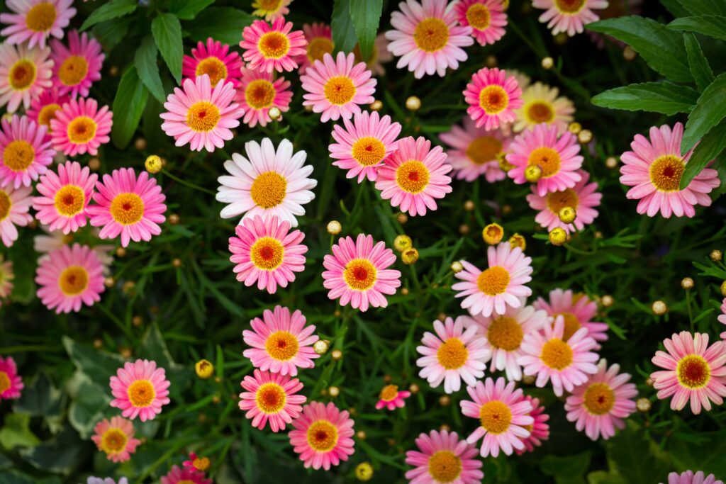 Barberton Daisy Indoor Plant