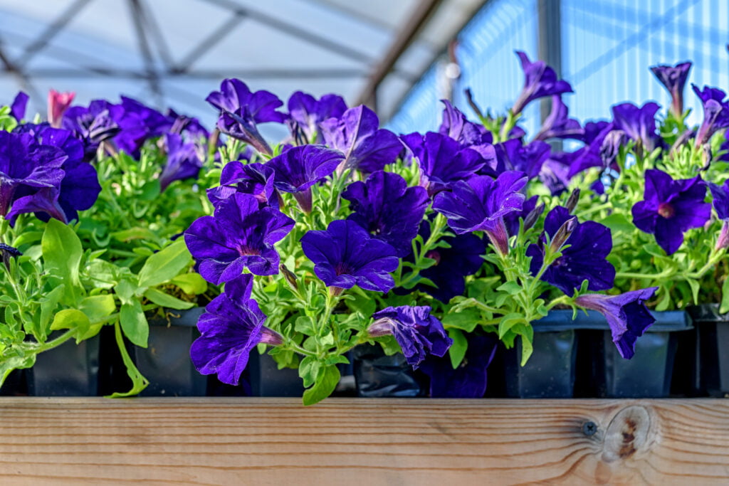 The Beauty of Ruellia