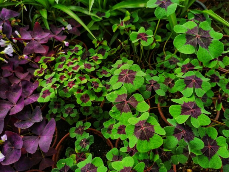 oxalis planting